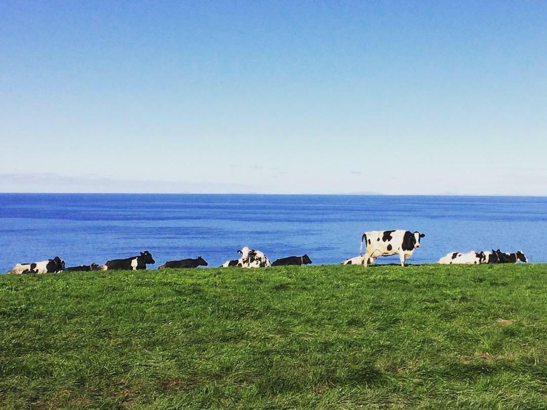 Appartamento Maes Y Mor Llanarth  Esterno foto